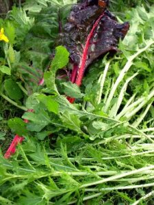 Cooking Greens for Greens Haters Image